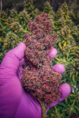 Instagram Purple Lemonade Auto