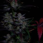 Instagram Banana Guava Auto™