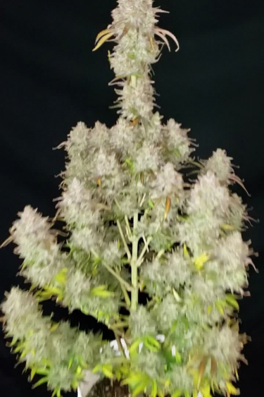 Mimosa Cake Auto - Tall Frosty Plant with Multiple Colas