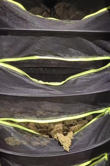 Lemon AK Auto - Plant Stems After Return