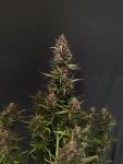 Instagram Mango Cherry Runtz Auto™