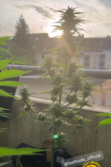 Moby Dick Auto - Outdoor Grow in Natural Sunlight