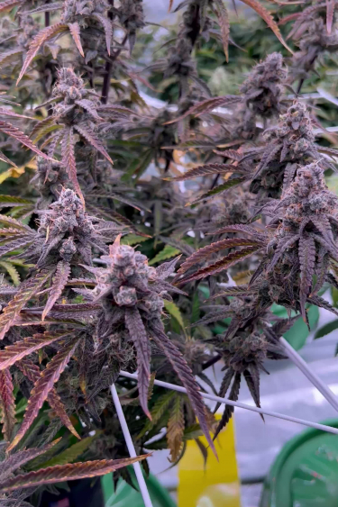 Banana Purple Punch Auto How Purple Does It Turn?