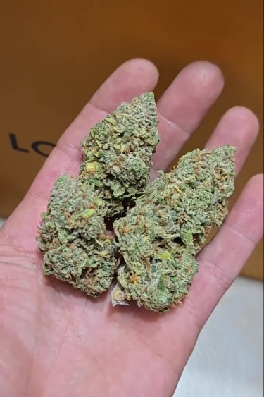 Amnesia Z Auto - Two Large Trimmed Buds Showing Return Size