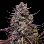 Instagram Banana Purple Punch Auto