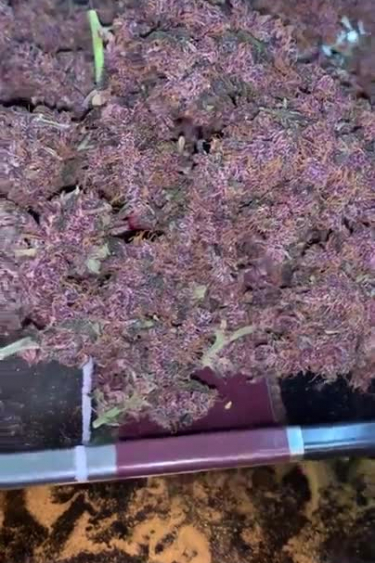 LSD-25 Auto - Purple Top-Down Canopy View in a Grow Tent