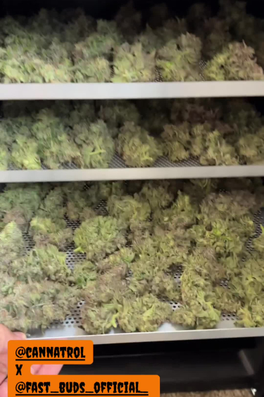Rainbow Melon - Large Batch of Trimmed Buds After Return