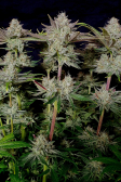 Instagram Tropicana Cookies FF
