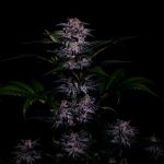 Instagram Strawberry Gorilla Auto RF3™