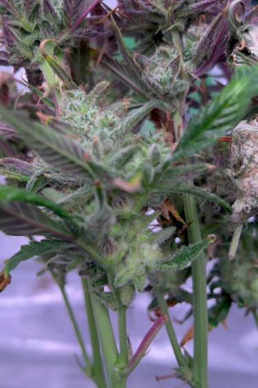 Gorilla Punch Auto - Lavender Leaves and Frosty Bud Sites