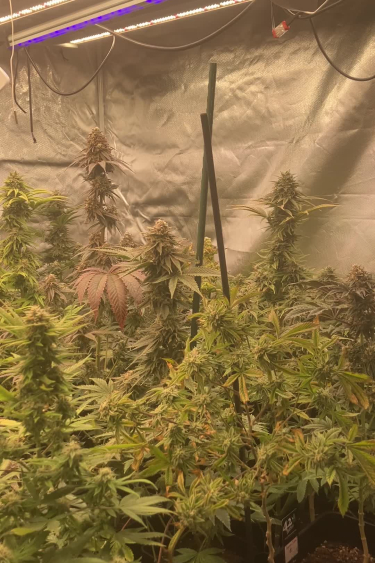 Mix Pack - Indoor Grow with Multiple Mature Plants