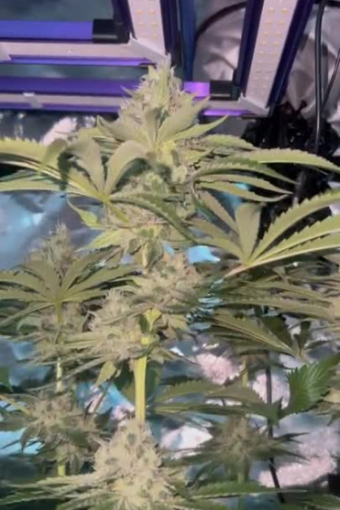 Rainbow Melon - Indoor Plant Structure and Multiple Bud Sites