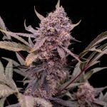 Instagram Guava Auto RF3™