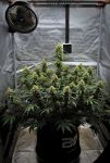 Instagram Mendo Cherry Cookies Auto™