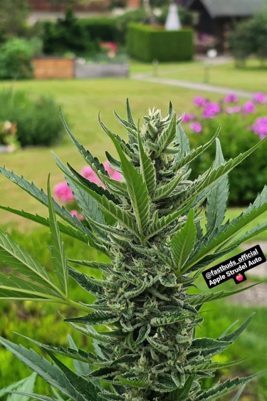 Apple Strudel Auto - Outdoor Plant in Early Flower