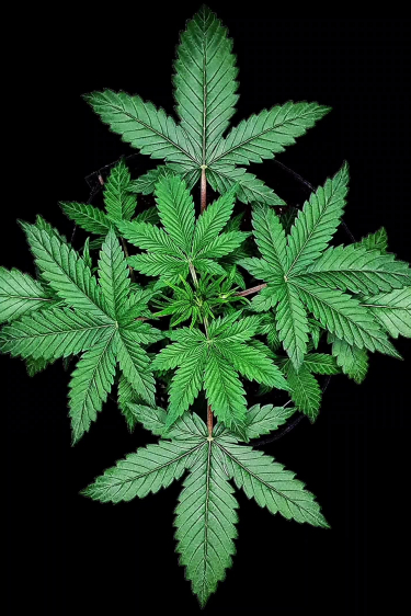 Ztrawberriez Auto - Early Growth and Leaf Structure