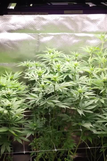 Mix Pack - Indoor Grow with Dense Plant Canopy