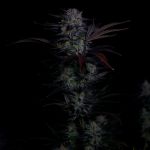 Instagram Mendo Frost Auto™