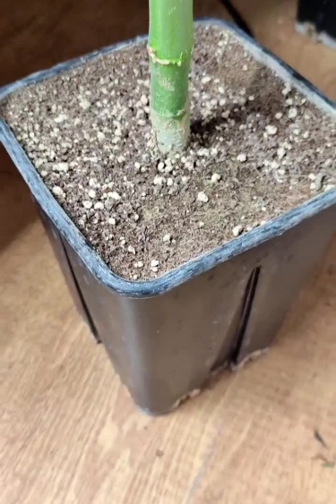 AK Auto - Seedling Stage in a Square Pot