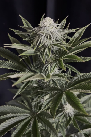 Gorilla Melon - Main Cola with White Pistils in Full Flower