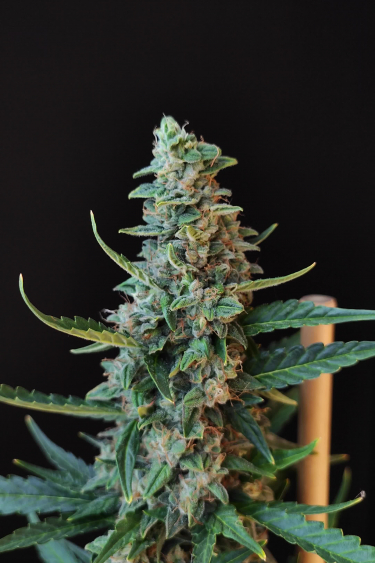 White Widow Auto - Classic White Frost on the Main Cola