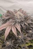 Instagram Purple Lemonade FF
