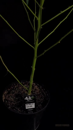 BubbleGum Auto - Young Plant in Early Vegetative Stage