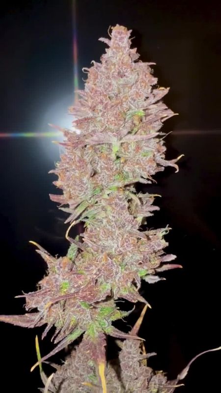 Purple Lemonade Auto RF3 @toxicplants IG 