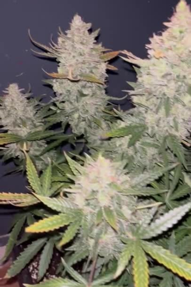 Blue Dream Auto - Multiple Large Colas at Peak Flower