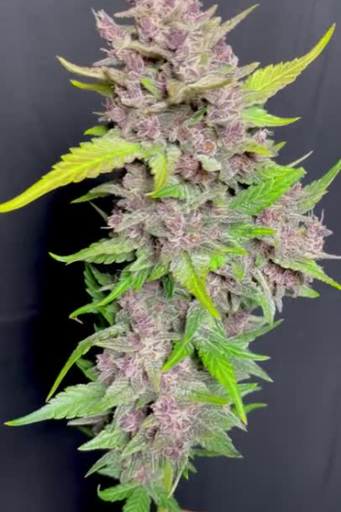 Banana Purple Punch Auto - Purple Cola with Dense Flower Structure