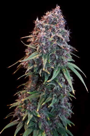 Tropicana Cookies Auto - Purple Frosty Cola on Black Background