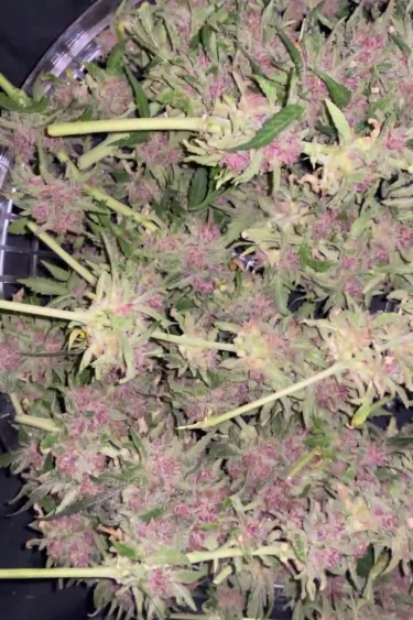 Tropicana Cookies Auto - Purple Flowering Canopy Close Up