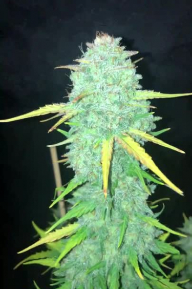 Chemdawg Auto - Main Cola Close-Up in Mid Flower