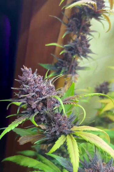 LSD-25 Auto - Purple Cola During Flowering