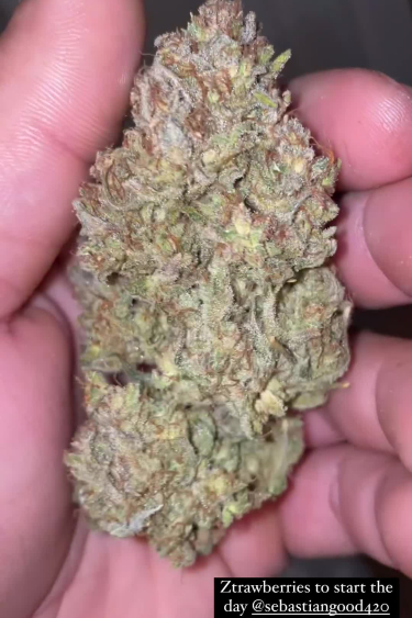Ztrawberriez Auto - Large Frosty Dried Bud in Hand