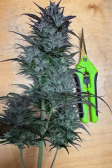 Instagram Strawberry Gorilla Auto