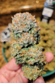 Instagram Pound Cake Auto™
