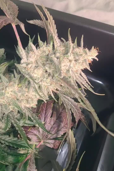 Guava Auto - Frosty Purple Cola Close Up