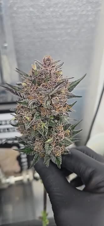 Lemon Cherry Sundae Auto - Purple-Tinted Cola in Hand by @chubbs