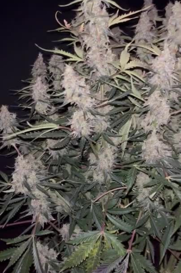 Jack Herer Auto - Multiple Frosty Colas Close Up