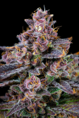 Instagram Banana Purple Punch Auto