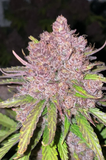Banana Purple Punch Auto - Purple Phenotype and Frosts