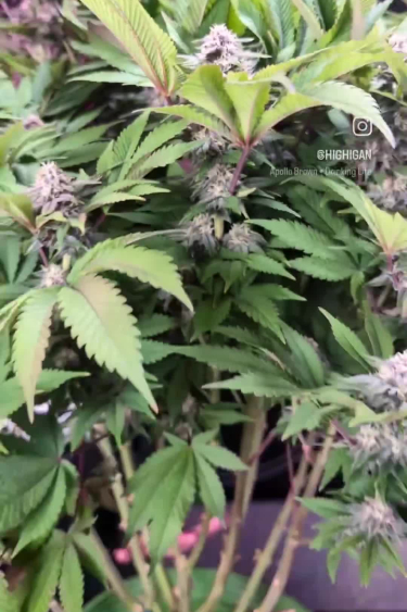 Tropicana Cookies FF - Purple Flowering Plant Close Up