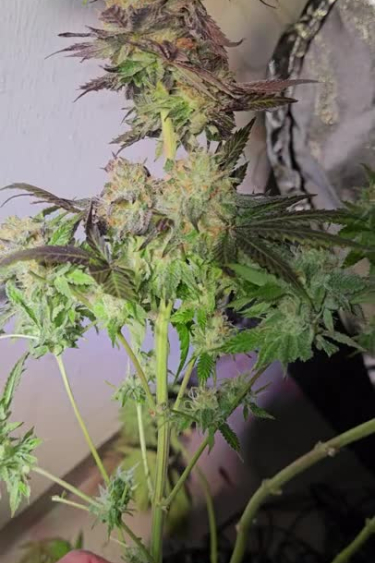 Rainbow Melon - Flowering Branch with Purple Leaves