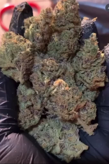 Cherry Cola Auto - Returned Dense Buds Held in Hand