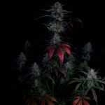 Instagram Banana Guava Auto™