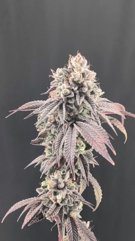 Garlic Mint Sherbet Pheno #6 - Purple Leaves and Frosty Colas