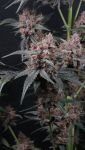Instagram Mango Cherry Runtz Auto™