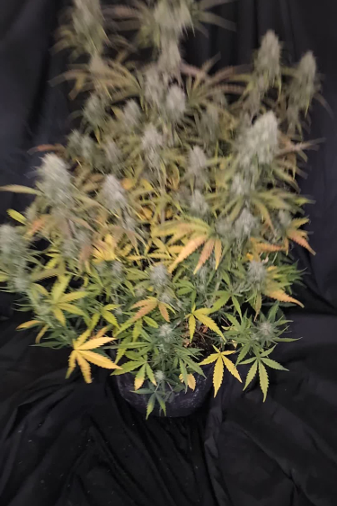Wedding Cheesecake Auto - Mature Flowering Plant with Dense Colas