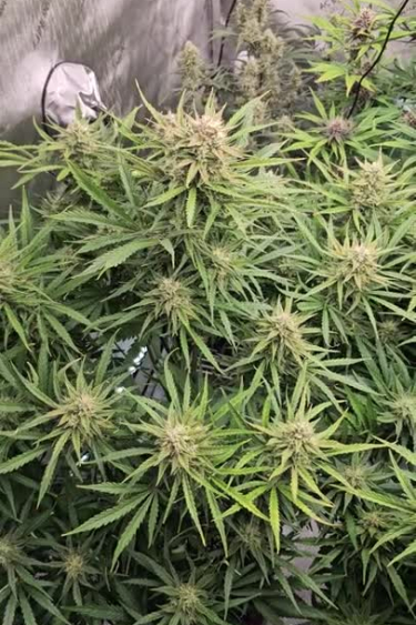 Pound Cake Auto - Full Plant Loaded with Dense Buds